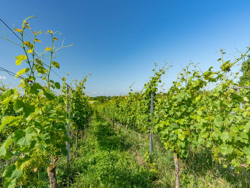 Reben soweit das Auge reicht ... Die Heitersheimer Weinberge bestimmen das Landschaftsbild.