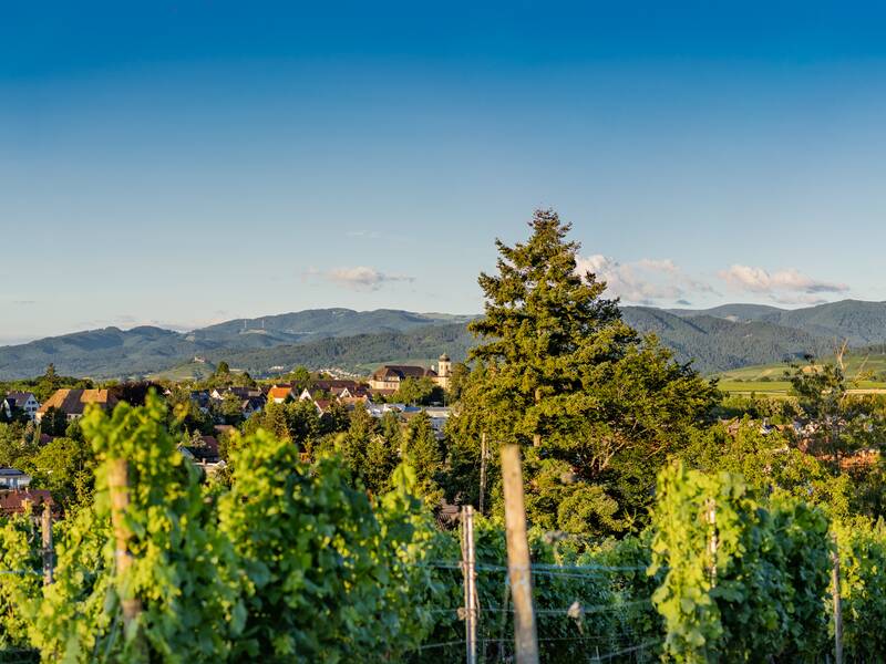 Panorama von Heitersheim mit Kirche St. Bartholomäus und Malteserschloss im Hintergrund.