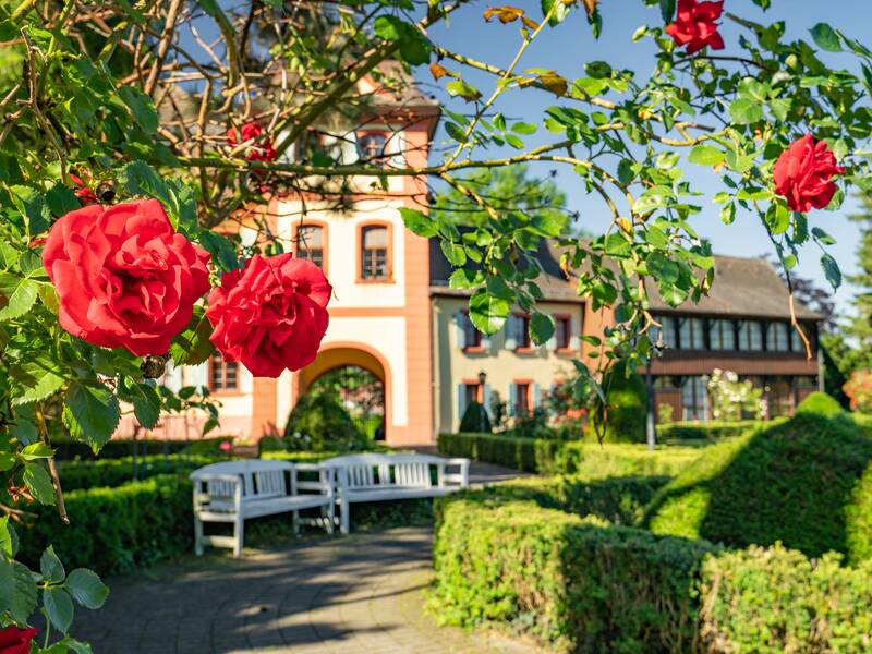 Rote Rosen im Innenhof vom Malteserschloss.