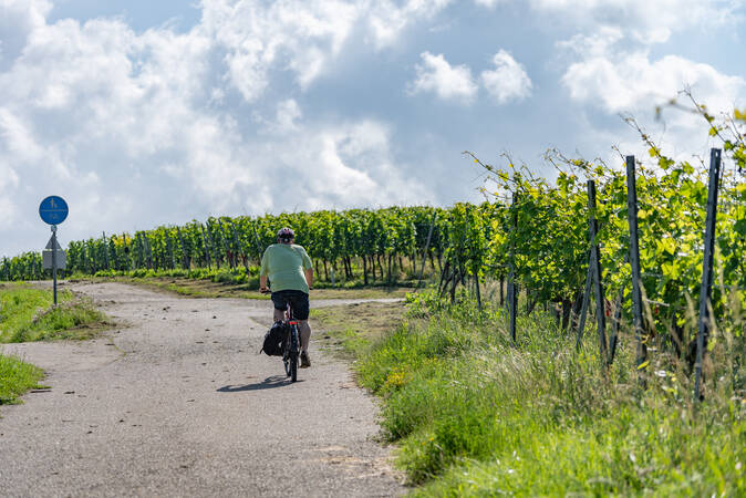 Auf dem Badischen Weinradweg durch die Heitersheimer Reben.