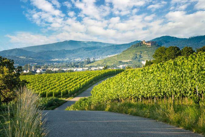 Die Heitersheimer Weinberge mit der Staufener Burg im Hintergrund.