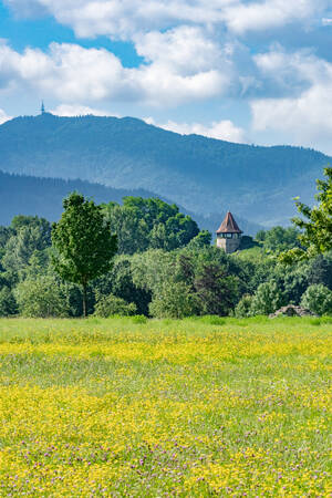 Der Heitersheimer Wasseturm hinter blühenden Wiesen und dem Blauen im Hintergrund.