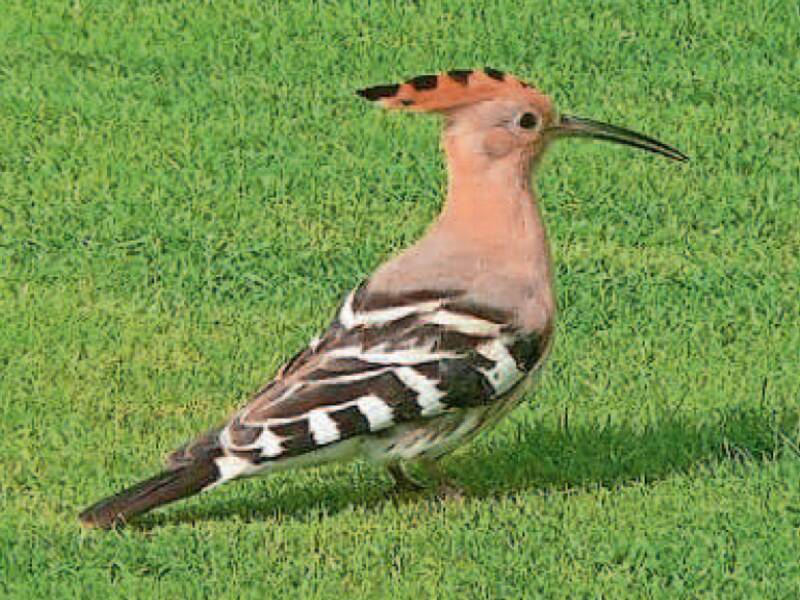 Aufnahme von einem Vogel aus der Bilderreise von Edgar Erler.