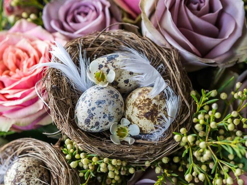 Wachteleier auf braunem Nest mit Blumen